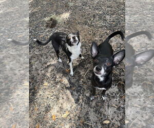 Chihuahua Dogs for adoption in St. Augustine, FL, USA