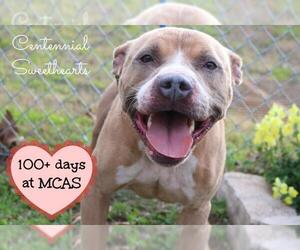 American Staffordshire Terrier Dogs for adoption in Ocala, FL, USA