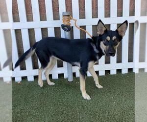 German Shepherd Dog Dogs for adoption in Modesto, CA, USA