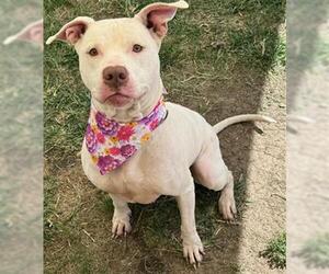 American Pit Bull Terrier-Unknown Mix Dogs for adoption in Tulsa, OK, USA