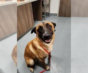 German Shepherd Dog-Unknown Mix Dogs for adoption in Baytown, TX, USA