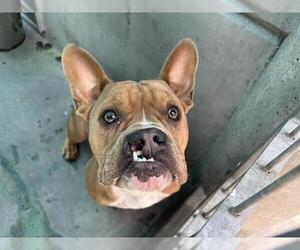 American Pit Bull Terrier-Unknown Mix Dogs for adoption in Pasadena, CA, USA