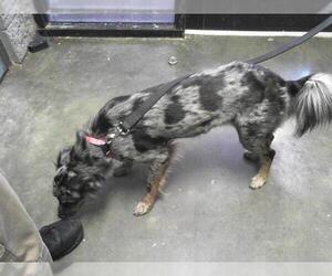 Australian Shepherd-Unknown Mix Dogs for adoption in Tulsa, OK, USA