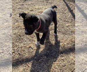 Siberian Husky-Unknown Mix Dogs for adoption in Amarillo, TX, USA