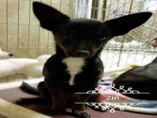 Chihuahua Dogs for adoption in Lodi, CA, USA