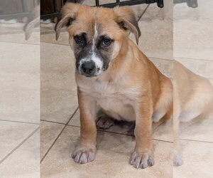 German Shepherd Dog-Unknown Mix Dogs for adoption in Aurora, CO, USA