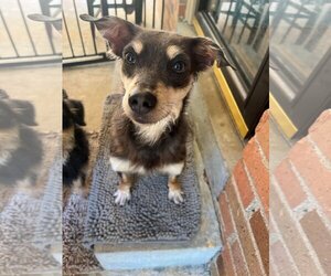 Dachshund-Unknown Mix Dogs for adoption in Greenville, SC, USA