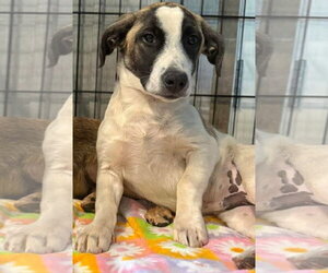Dachshund-Unknown Mix Dogs for adoption in Sanford, FL, USA