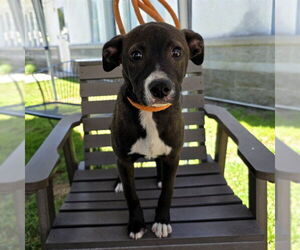 American Pit Bull Terrier-Labrador Retriever Mix Dogs for adoption in Long Beach, CA, USA