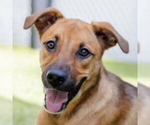 German Shepherd Dog-Unknown Mix Dogs for adoption in Canton, CT, USA