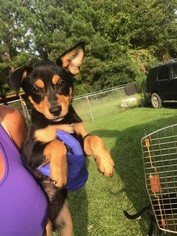 Doxie-Pin Dogs for adoption in Brooksville, FL, USA