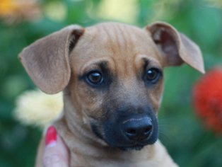 Small Dachshund Mix