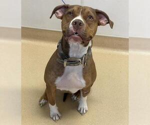 American Pit Bull Terrier Dogs for adoption in Placerville, CA, USA