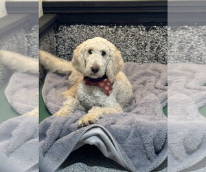 Poodle (Standard) Dogs for adoption in Leavenworth, KS, USA