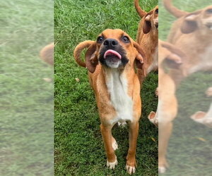 Mutt Dogs for adoption in Elmsford, NY, USA
