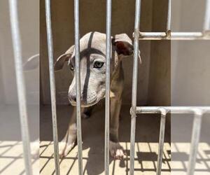 American Pit Bull Terrier-Unknown Mix Dogs for adoption in Oklahoma City, OK, USA