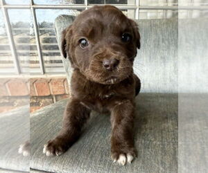Sheprador Dogs for adoption in OKLAHOMA CITY, OK, USA