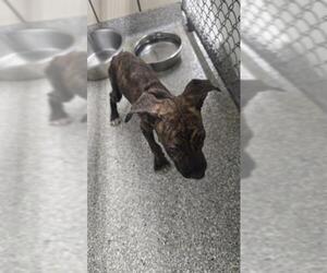 Mutt Dogs for adoption in Pasadena, TX, USA