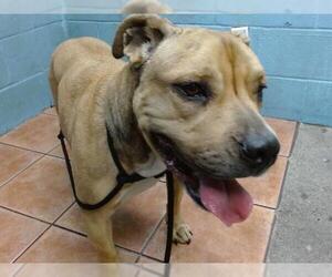 American Pit Bull Terrier Dogs for adoption in Downey, CA, USA