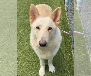German Shepherd Dog-Unknown Mix Dogs for adoption in Fayetteville, NC, USA