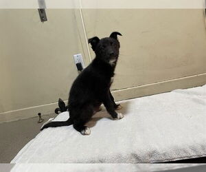 Siberian Husky-Unknown Mix Dogs for adoption in Pasadena, CA, USA