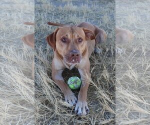 Mutt Dogs for adoption in Fallon, NV, USA