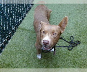 American Pit Bull Terrier-Unknown Mix Dogs for adoption in Downey, CA, USA