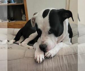 American Staffordshire Terrier-Labrador Retriever Mix Dogs for adoption in San Antonio, TX, USA