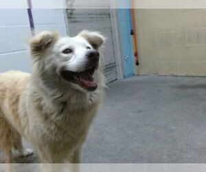 Siberian Husky-Unknown Mix Dogs for adoption in Downey, CA, USA