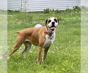 Boxer Dogs for adoption in Mooresville, IN, USA
