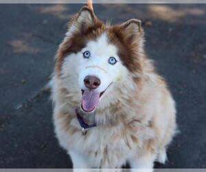 Siberian Husky Dogs for adoption in Martinez, CA, USA