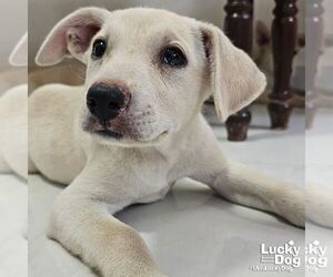 Australian Shepherd-Unknown Mix Dogs for adoption in Washington, DC, USA