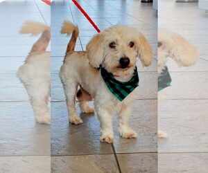 Maltese-Unknown Mix Dogs for adoption in Mission Viejo, CA, USA