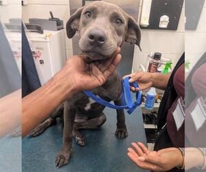 Bulldog-Labrador Retriever Mix Dogs for adoption in Mobile, AL, USA