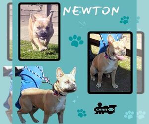 French Bulldog-Unknown Mix Dogs for adoption in Lindsay, CA, USA