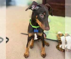 Doberman Pinscher Dogs for adoption in Corona, CA, USA