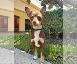 Chiweenie Dogs for adoption in Fresno, CA, USA