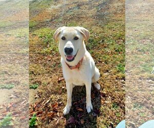Anatolian Shepherd-Labrador Retriever Mix Dogs for adoption in Forest, VA, USA