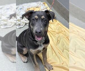 Australian Kelpie-Unknown Mix Dogs for adoption in Las Vegas, NV, USA