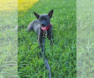 Boston Terrier-German Shepherd Dog Mix Dogs for adoption in Wilmington, DE, USA