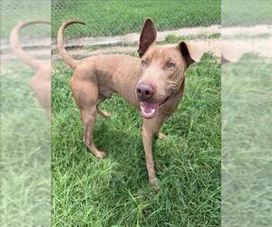 Unknown-Weimaraner Mix Dogs for adoption in Conroe, TX, USA
