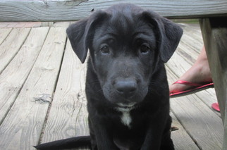 Labrador Retriever Dogs for adoption in Rocky Mount, NC, USA