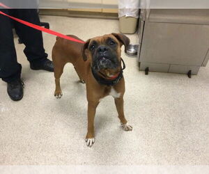 Boxer Dogs for adoption in Riverside, CA, USA