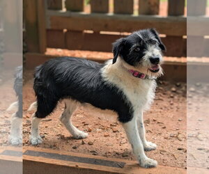Mutt Dogs for adoption in Greenville, SC, USA