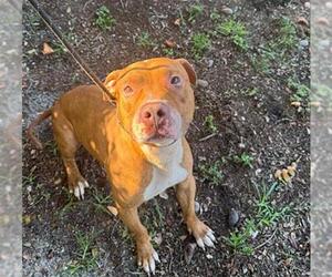 American Staffordshire Terrier Dogs for adoption in Fort Lauderdale, FL, USA