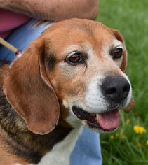 Medium Photo #1 Beagle Puppy For Sale in Nashville, IN, USA