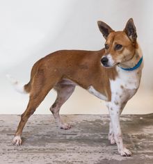 Medium Photo #1 Basenji-Unknown Mix Puppy For Sale in Rockwall, TX, USA
