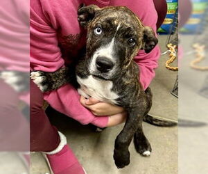 Boxer-Unknown Mix Dogs for adoption in Pampa, TX, USA