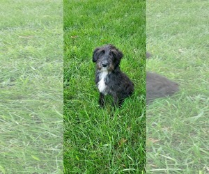 Poodle (Standard)-Unknown Mix Dogs for adoption in New London, WI, USA