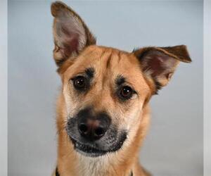 German Shepherd Dog-Unknown Mix Dogs for adoption in Fort Collins, CO, USA